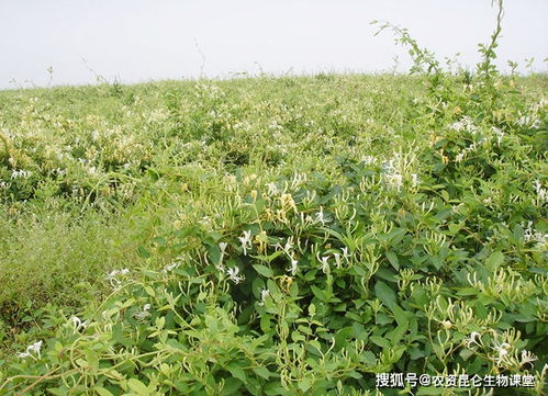金银花有什么生长习性 金银花增产用哪个肥 金银花的施肥管理有哪些